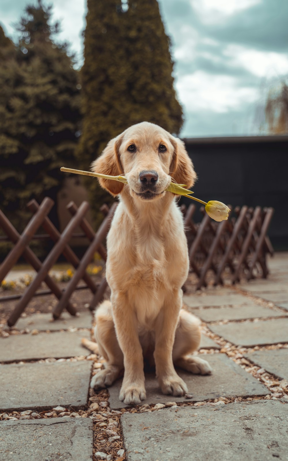 Golden Retriever carrying a flower
