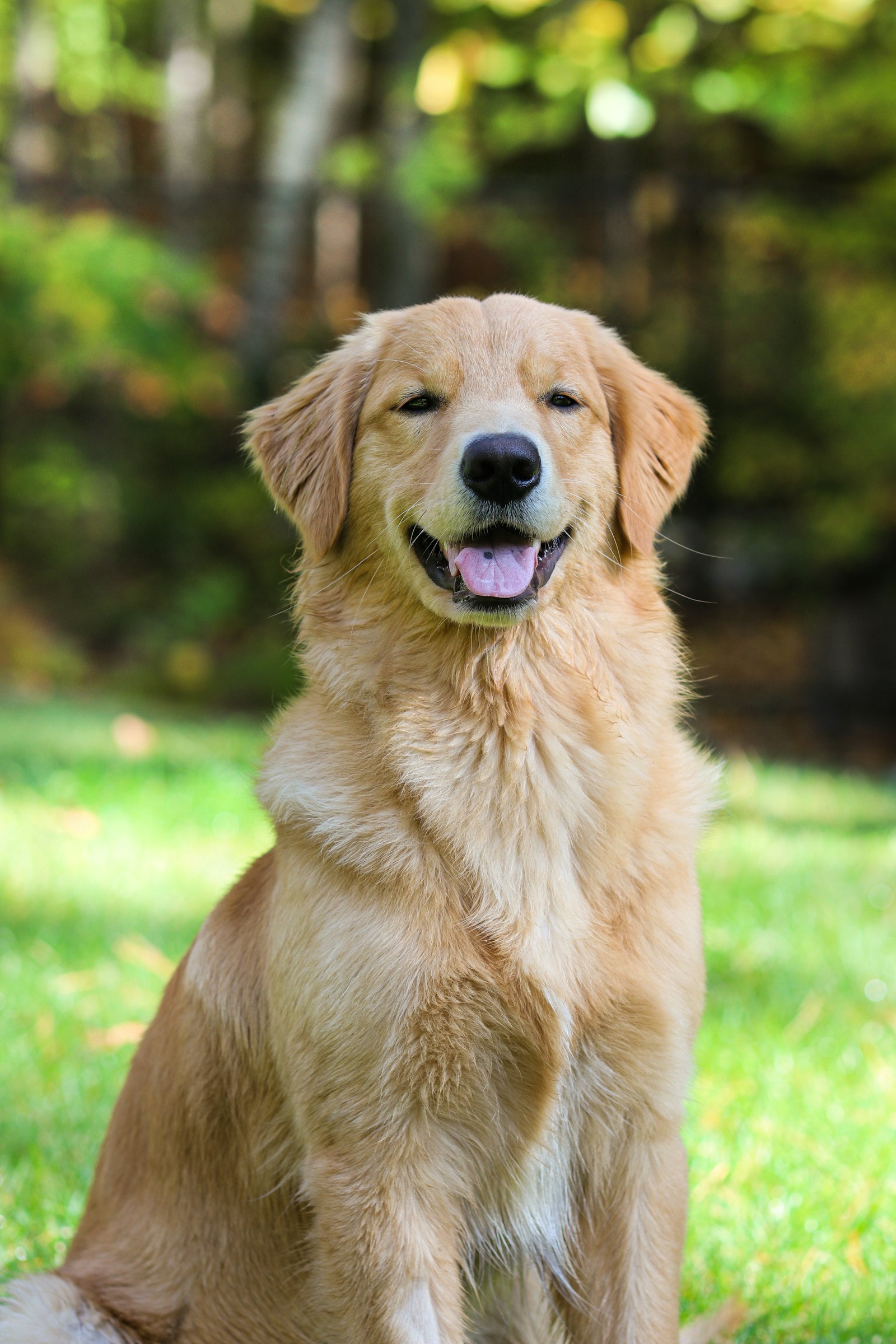 Happy Golden Retriever portrait